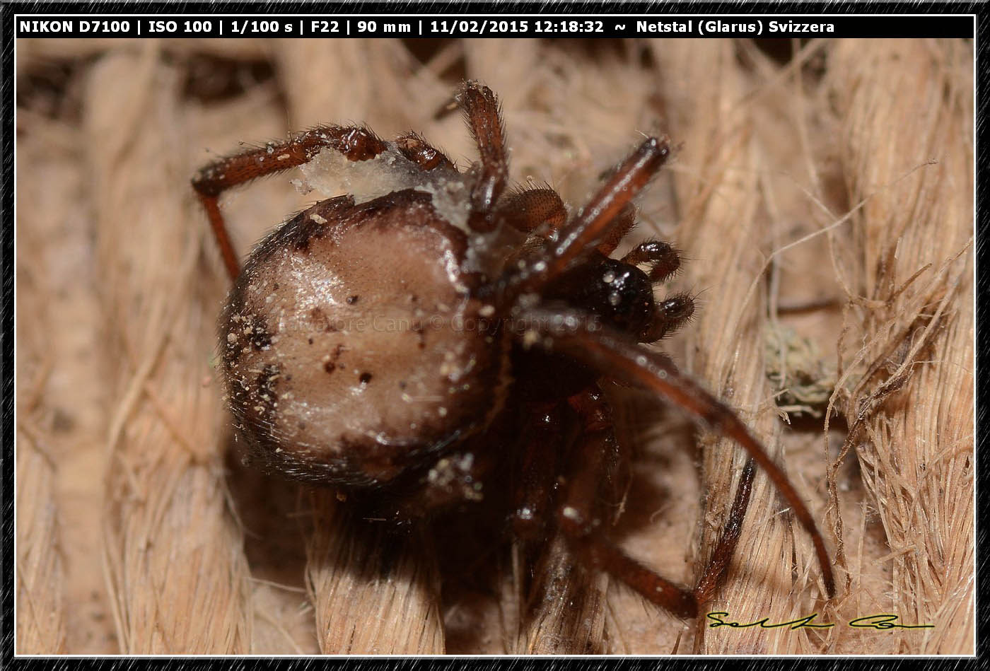 Steatoda bipunctata - Netstal (Glarus), Svizzera